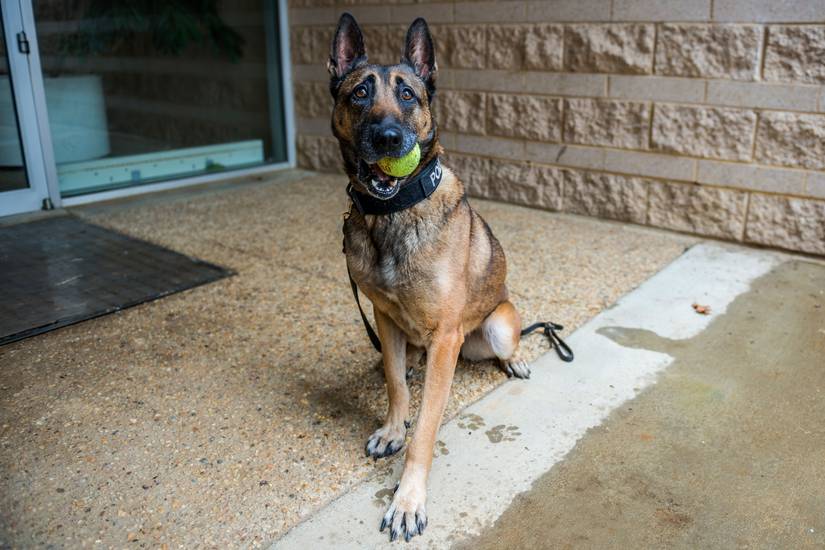 13 Photos of Military Working Dogs Being Awesome
