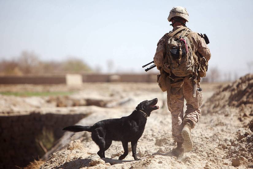 Check Out These 17 Awesome Photos of Military Working Dogs at War