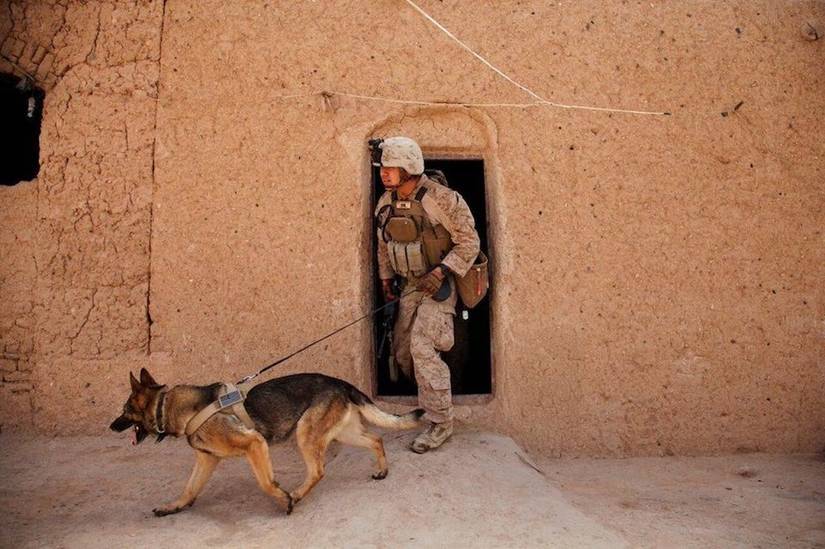 Check Out These 17 Awesome Photos of Military Working Dogs at War