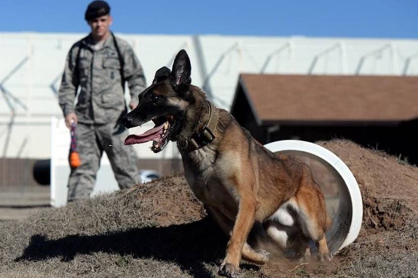 11 Steps to Turning a Puppy Into a Badass Military Working Dog