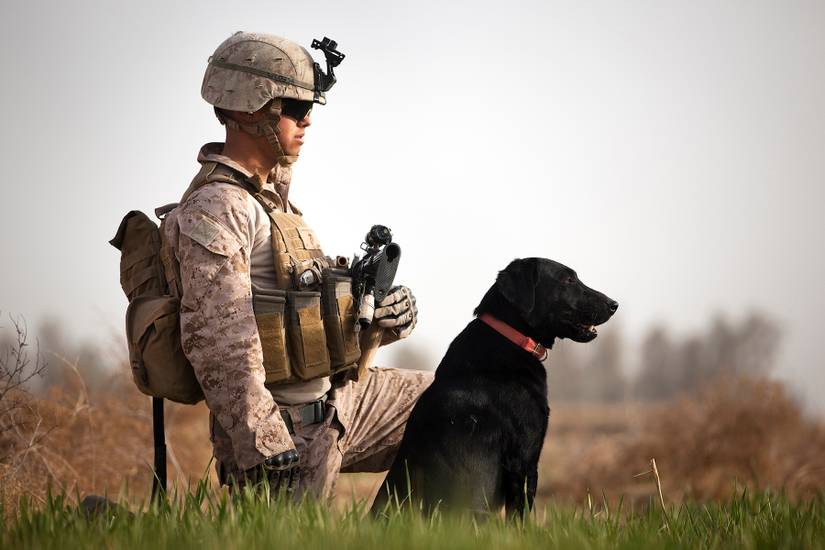 Check Out These 17 Awesome Photos of Military Working Dogs at War