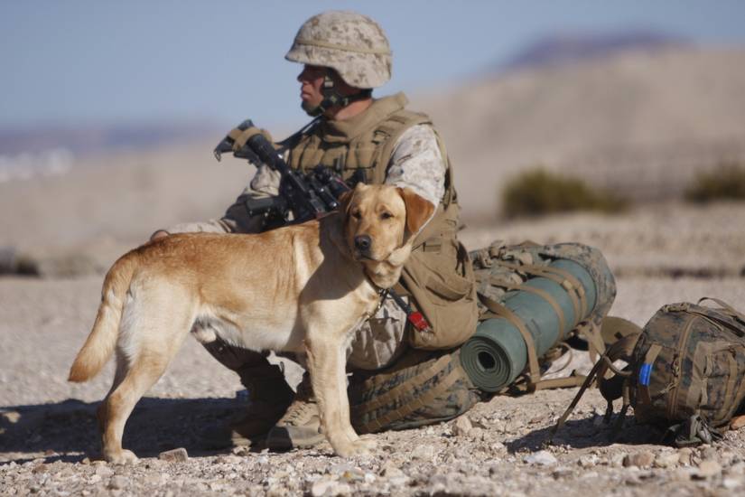 Brothers in Paws: A List of Military-Utilized Dog Breeds