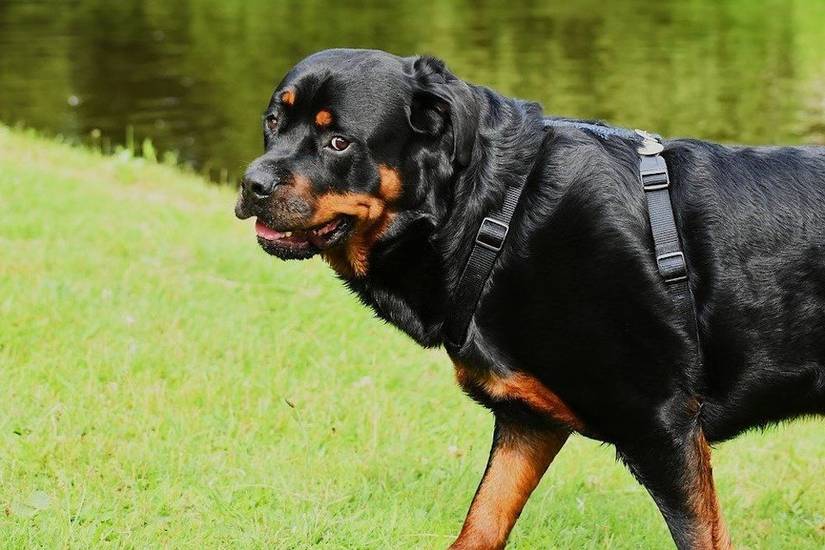 Brothers in Paws: A List of Military-Utilized Dog Breeds