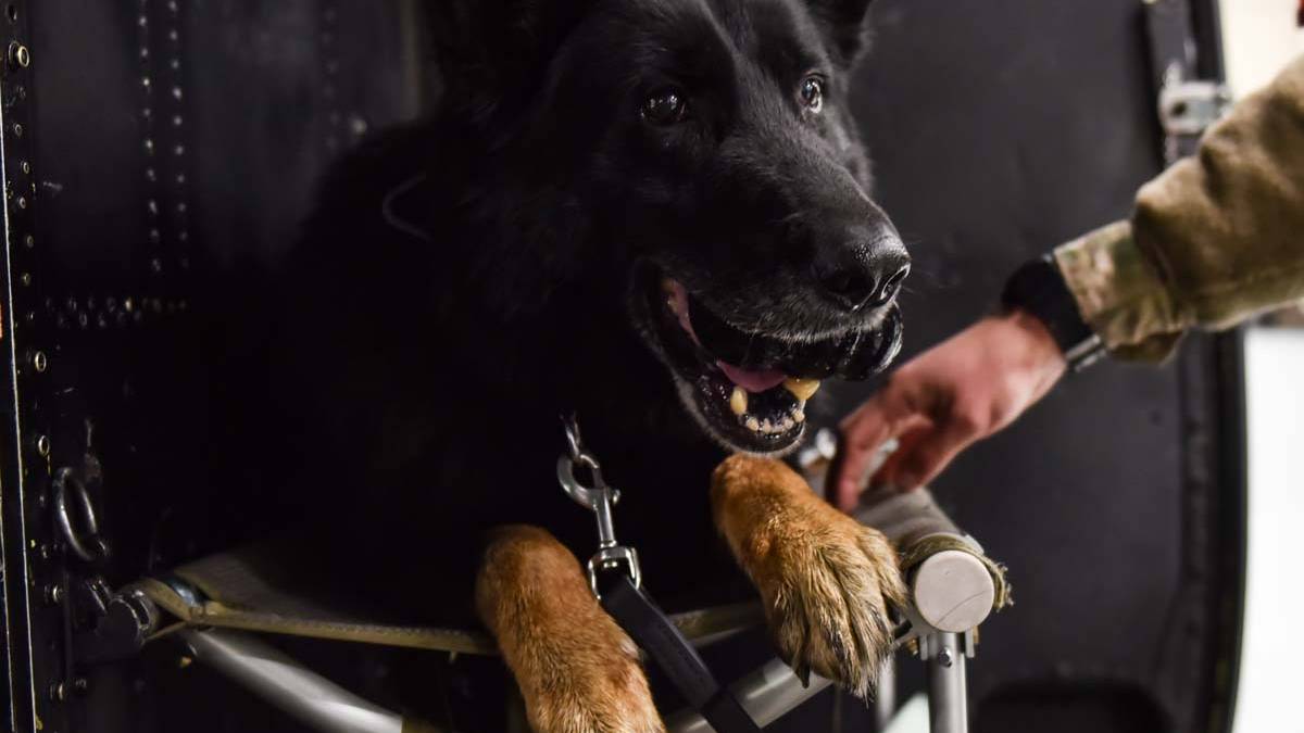 This Organization Will Help You Rescue a Military Working Dog