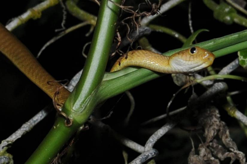 The 5 Worst Enemies of US Military Pest Controllers