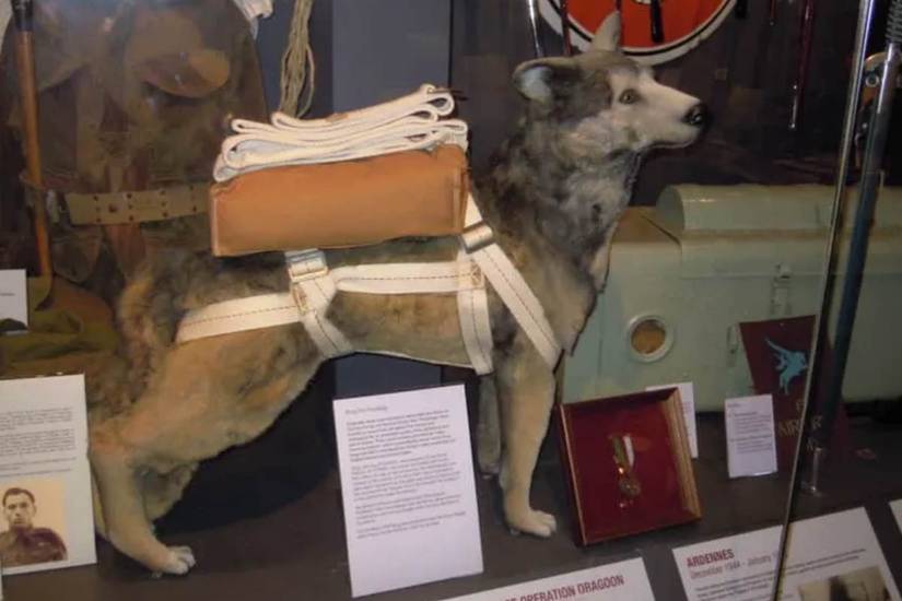 The Paratrooper Dogs of the World War II D-Day Landings