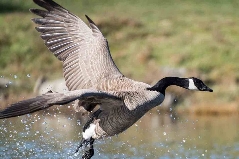 The Story Behind the US Military's Cold War-Era Goose Platoons
