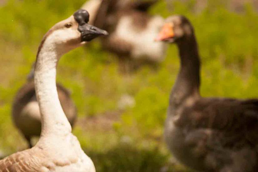 The Story Behind the US Military's Cold War-Era Goose Platoons
