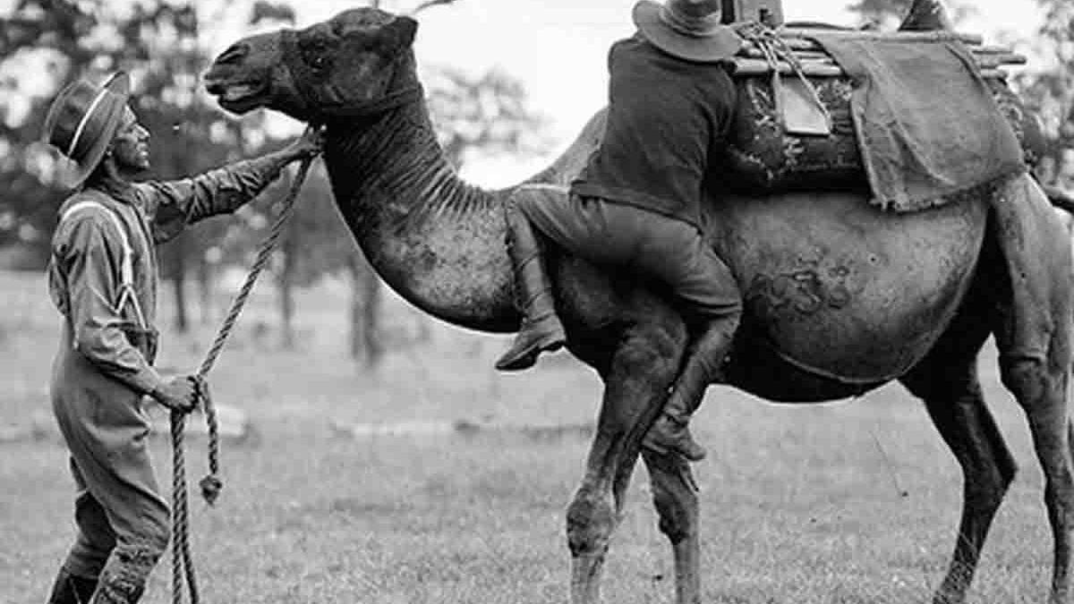 Rebels at Vicksburg Vowed Revenge Against the Yankee Who Killed Their Camel