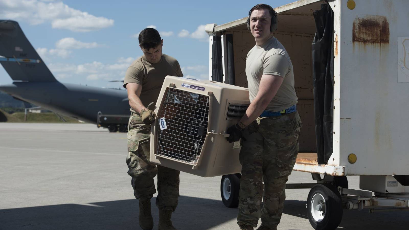 The Military's New Pet Transportation Policy: What It Means to You