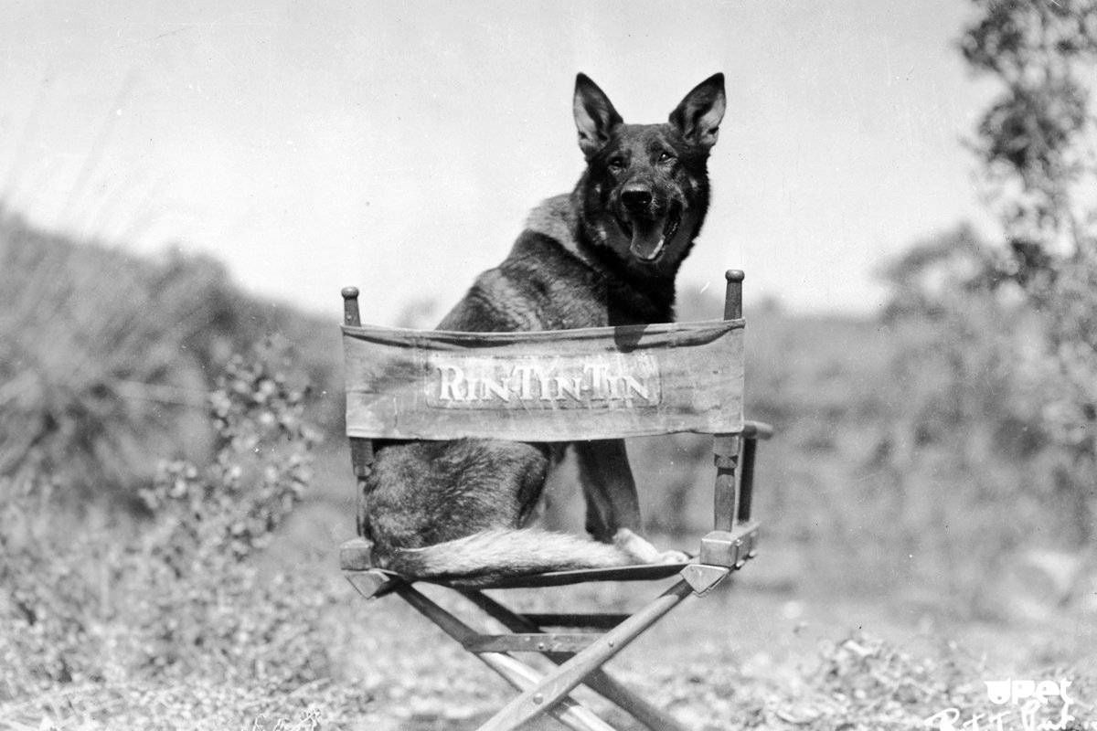 rin-tin-tin-1.jpg