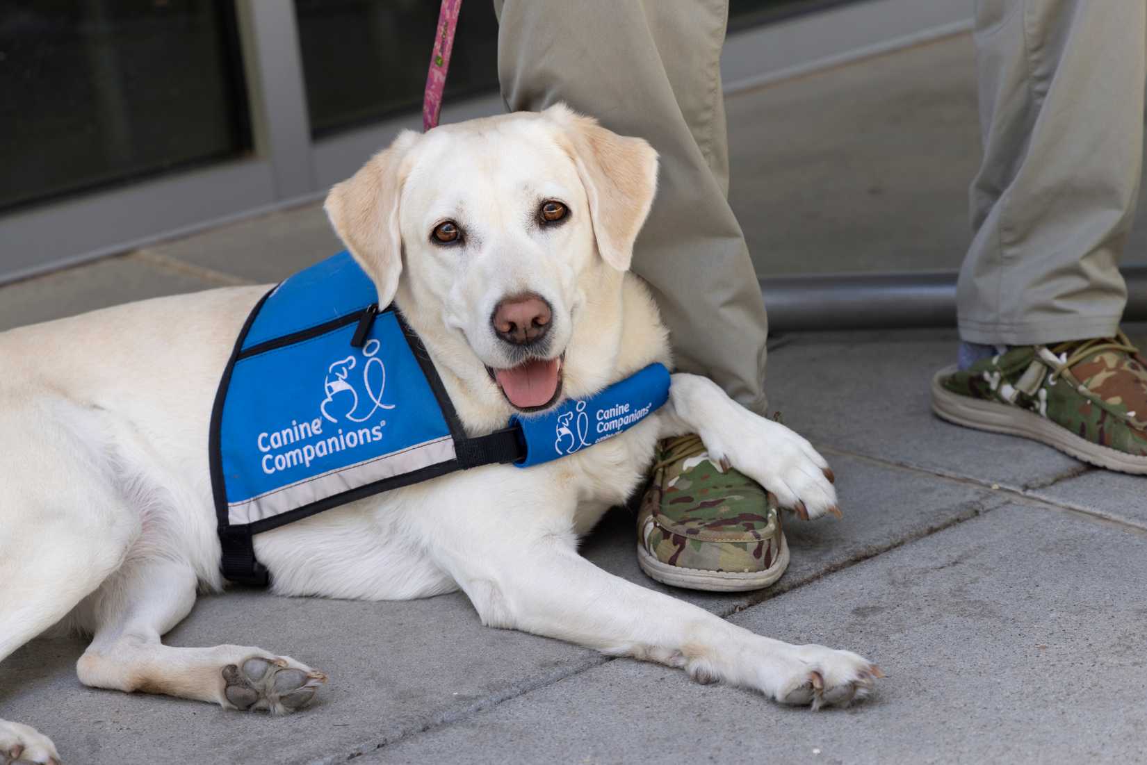 Man's Best Friend: How Dogs Have Helped Veterans With PTSD ...