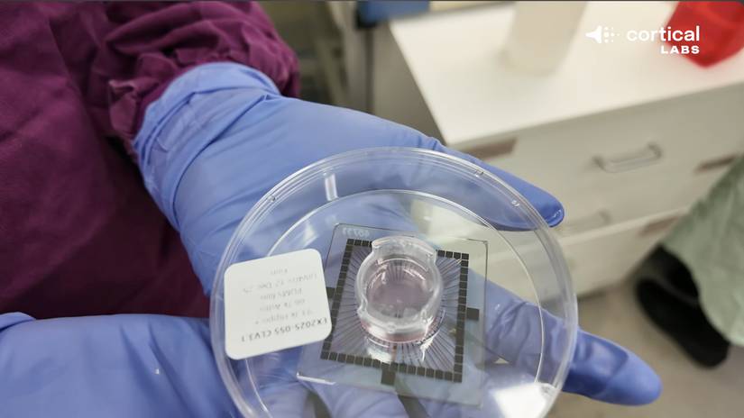 Scientists Teach Human Brain Cells to Play ‘DOOM’ in Sci-Fi-Like Experiment