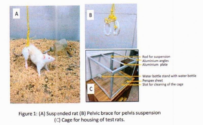 PETA Urges Pentagon to Stop Foreign Animal Testing Costing $21M Since 2019