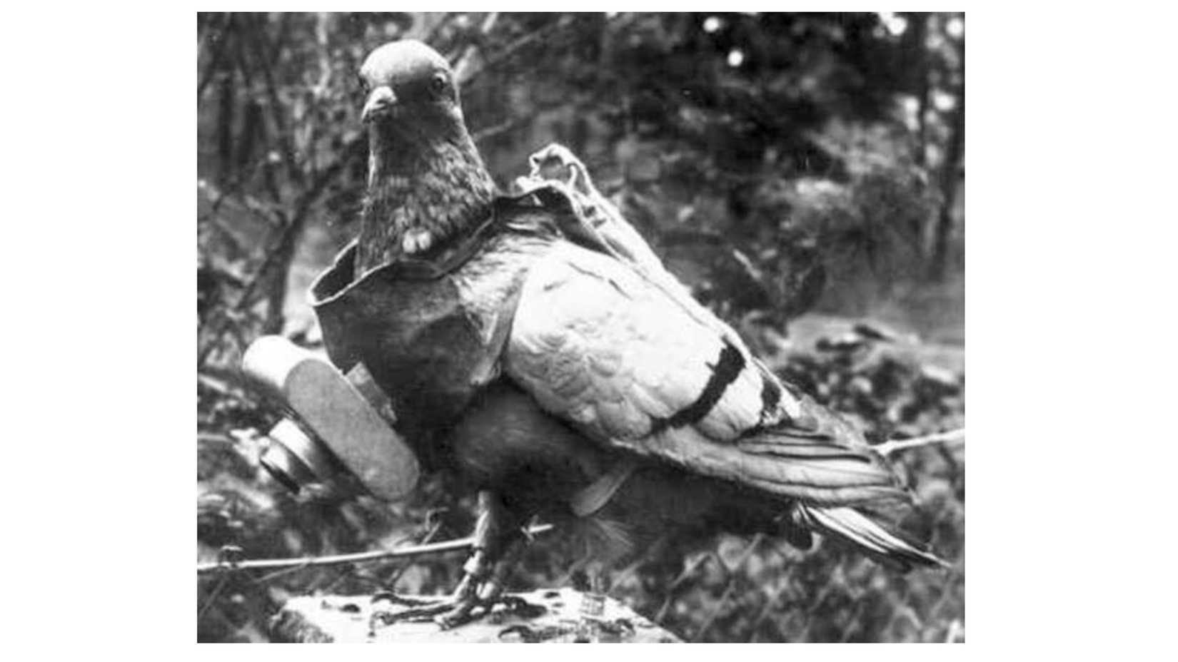 The preserved military pigeon Cher Ami stands on a display perch wearing a message harness.