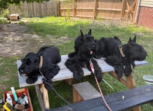 Army Veteran Trains Free Service Dogs for Other Veterans