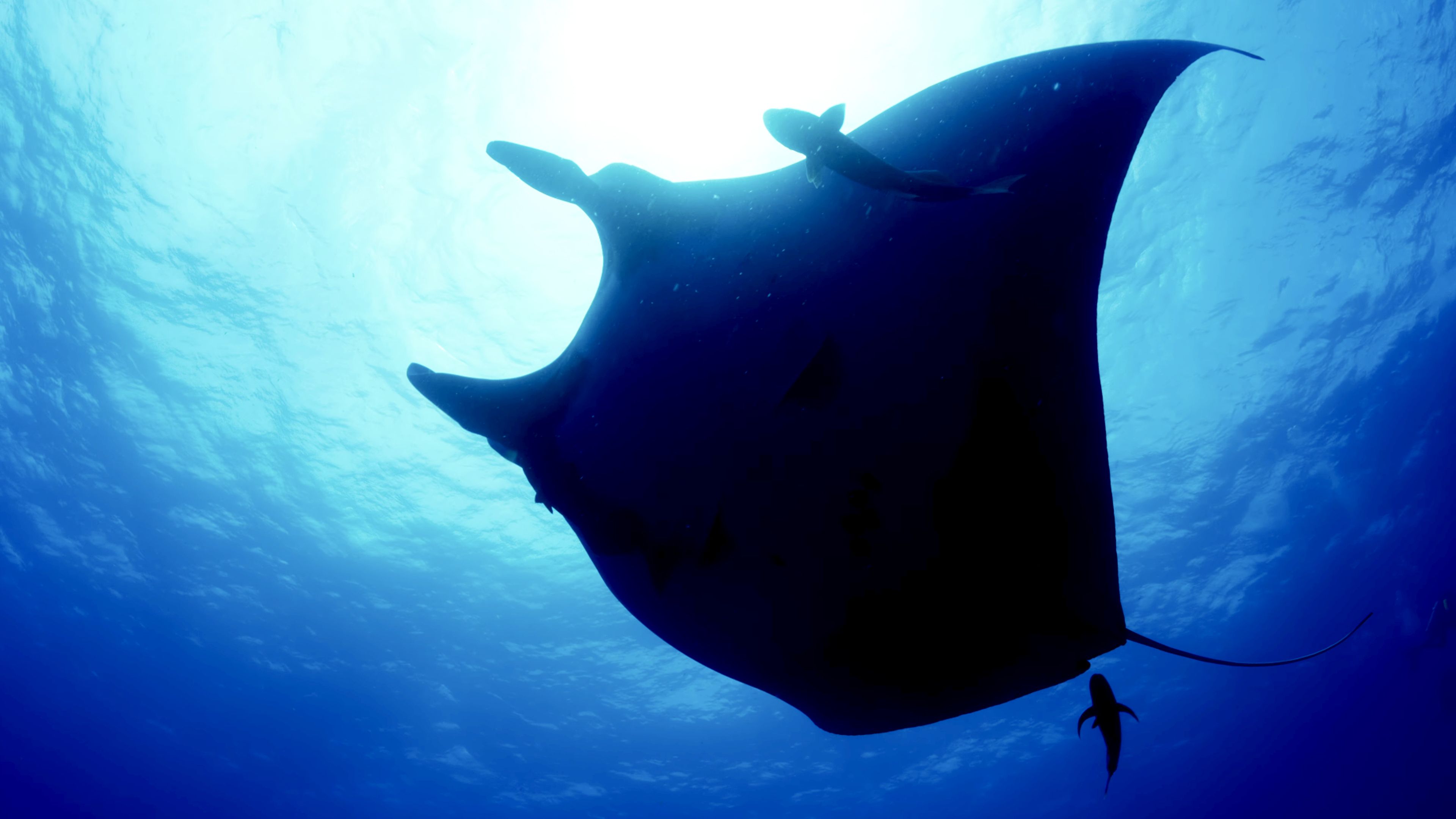 Navy Veteran’s 19-Year Friendship With a Giant Manta Ray Becomes a Film