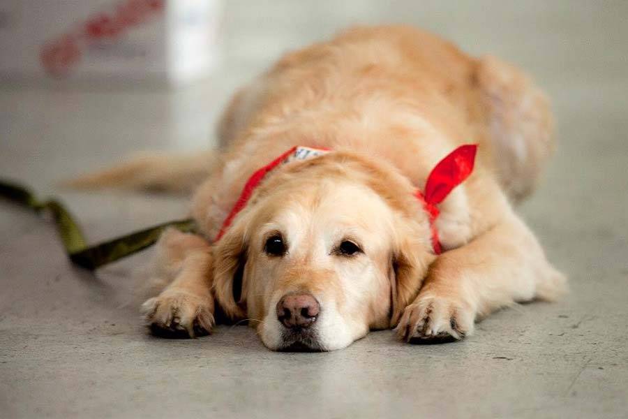 Facts About PCSing With Your Pet