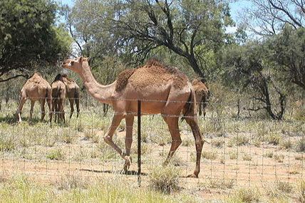 Why the U.S. Army Used Camels in the Southwest