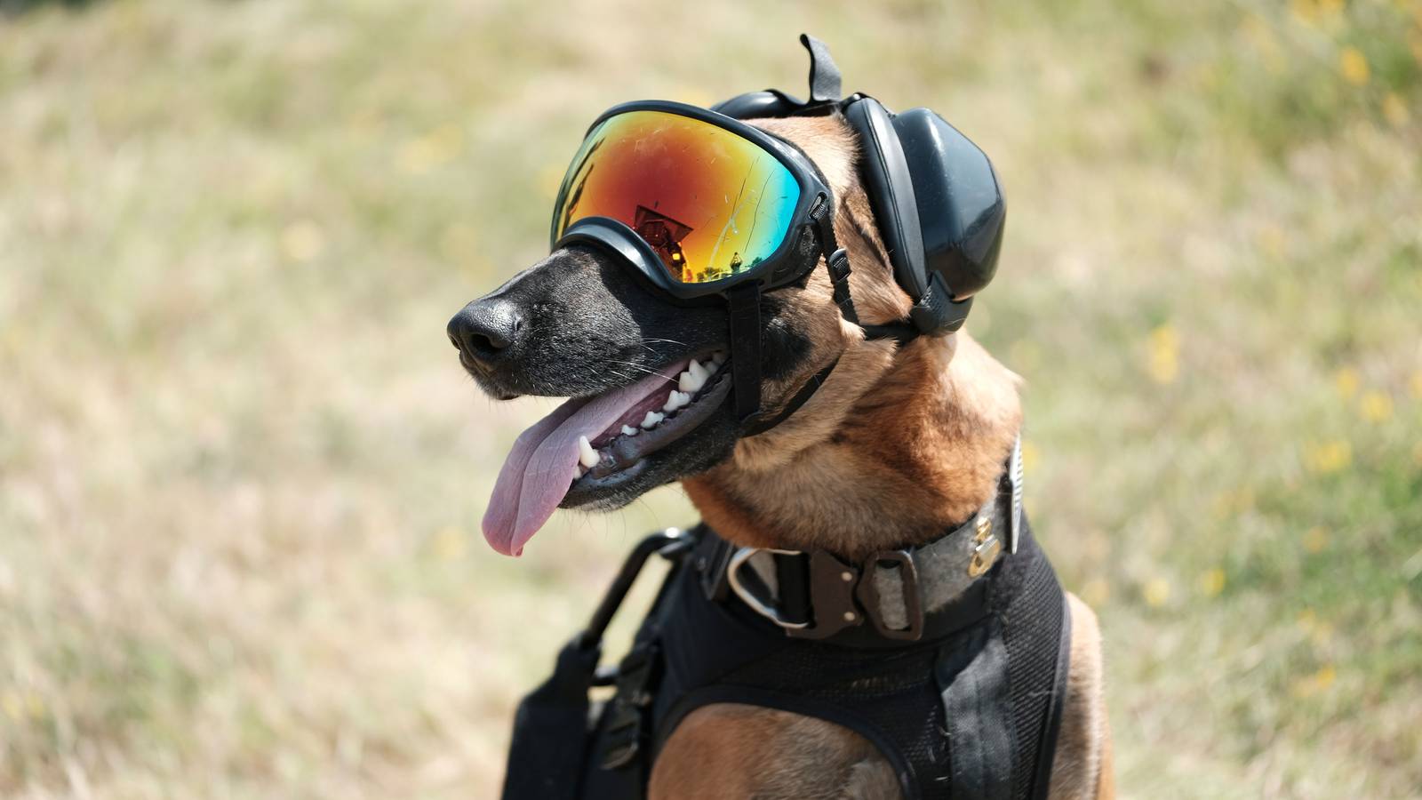13 Photos of Military Working Dogs Being Awesome