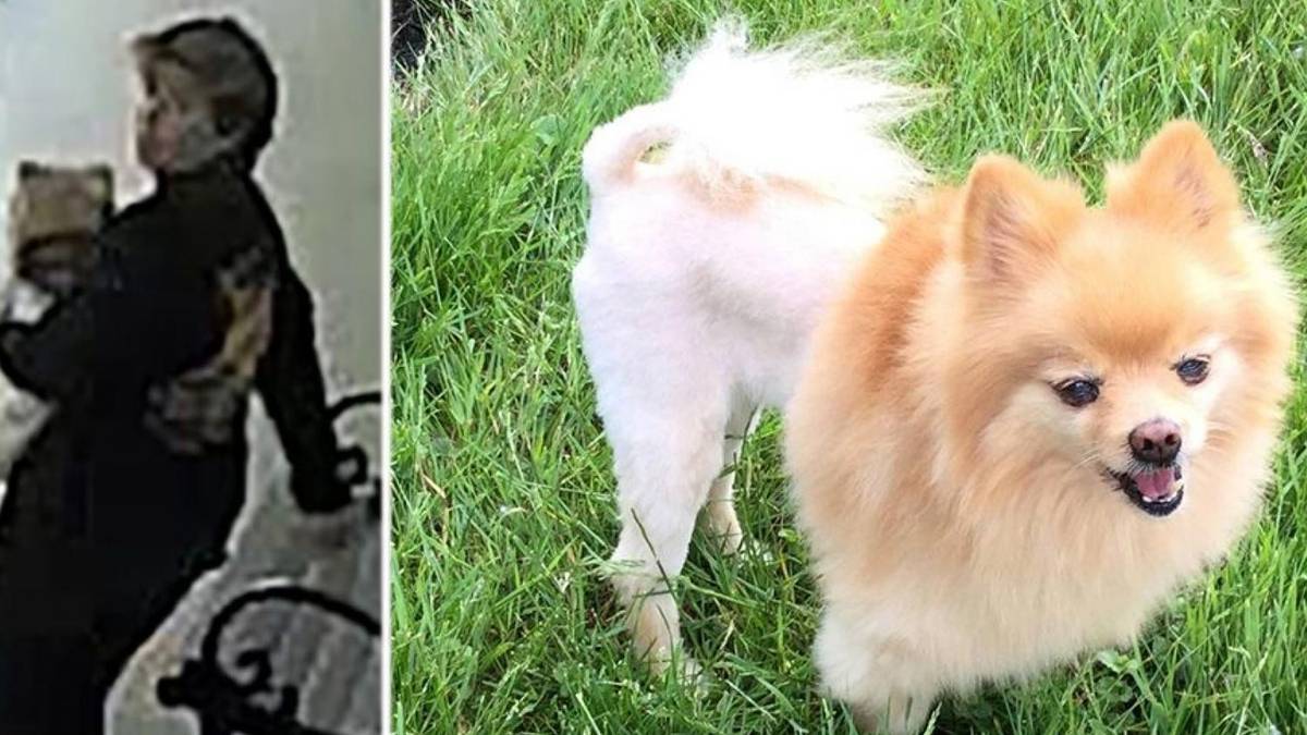 2 Women Accused of Stealing Service Dog from Vietnam Vet with PTSD: Police
