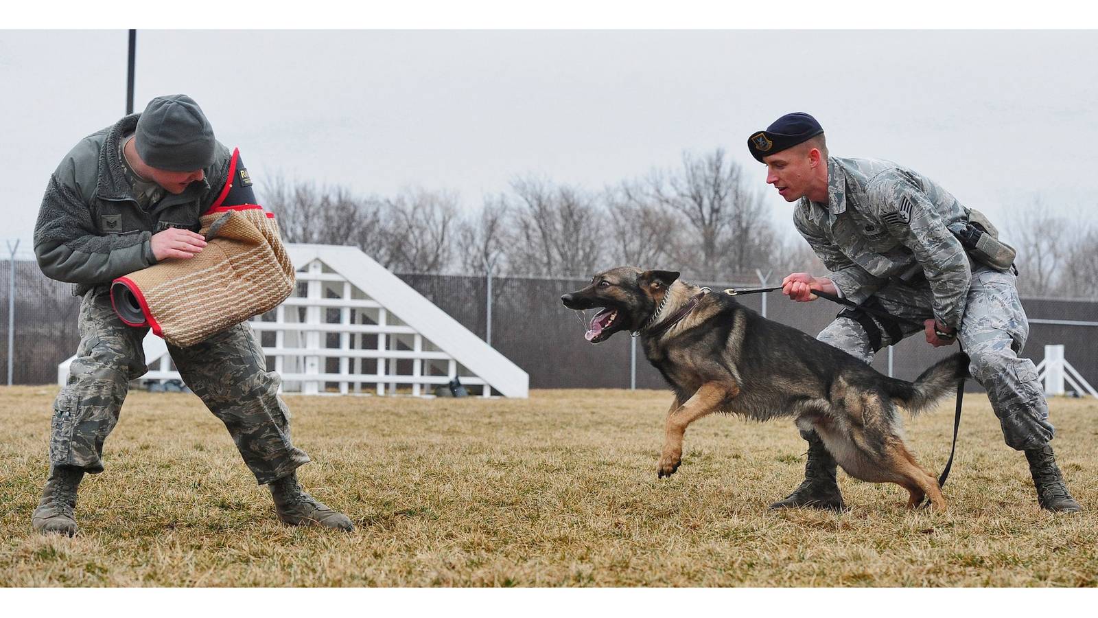 Brothers in Paws: A List of Military-Utilized Dog Breeds