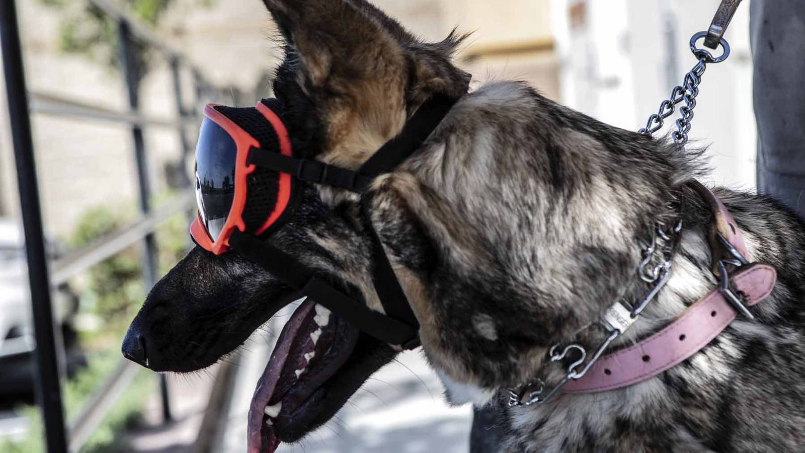 The Army Thinks These Mixed-Reality 'Doggles' Can Make SpecOps Canines ...