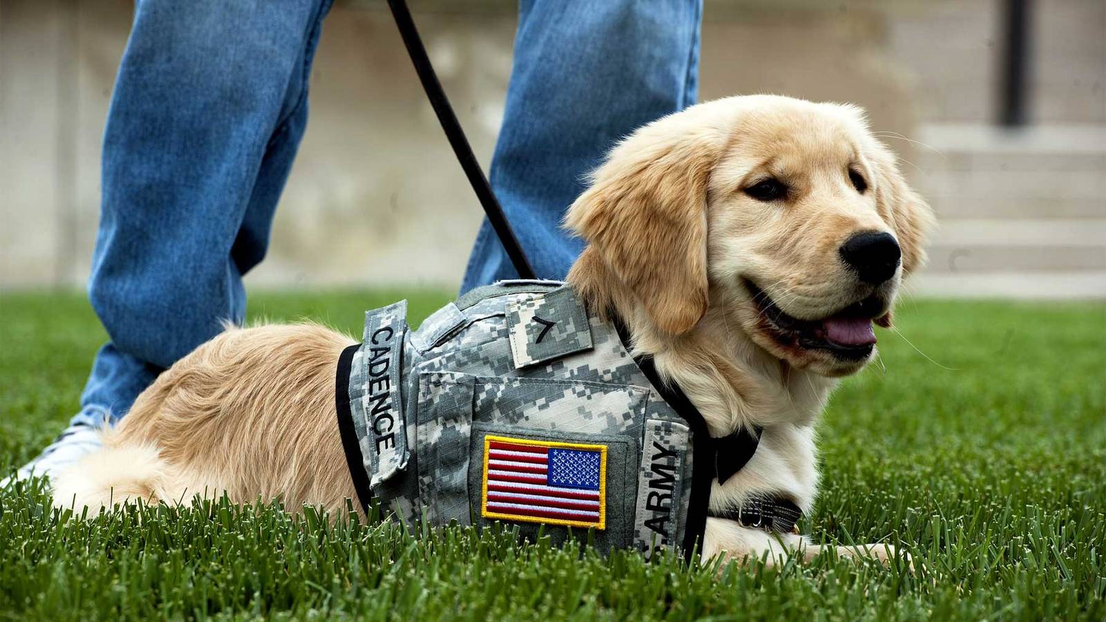 Five VA Facilities Chosen to Start Service Dog Program for Veterans ...
