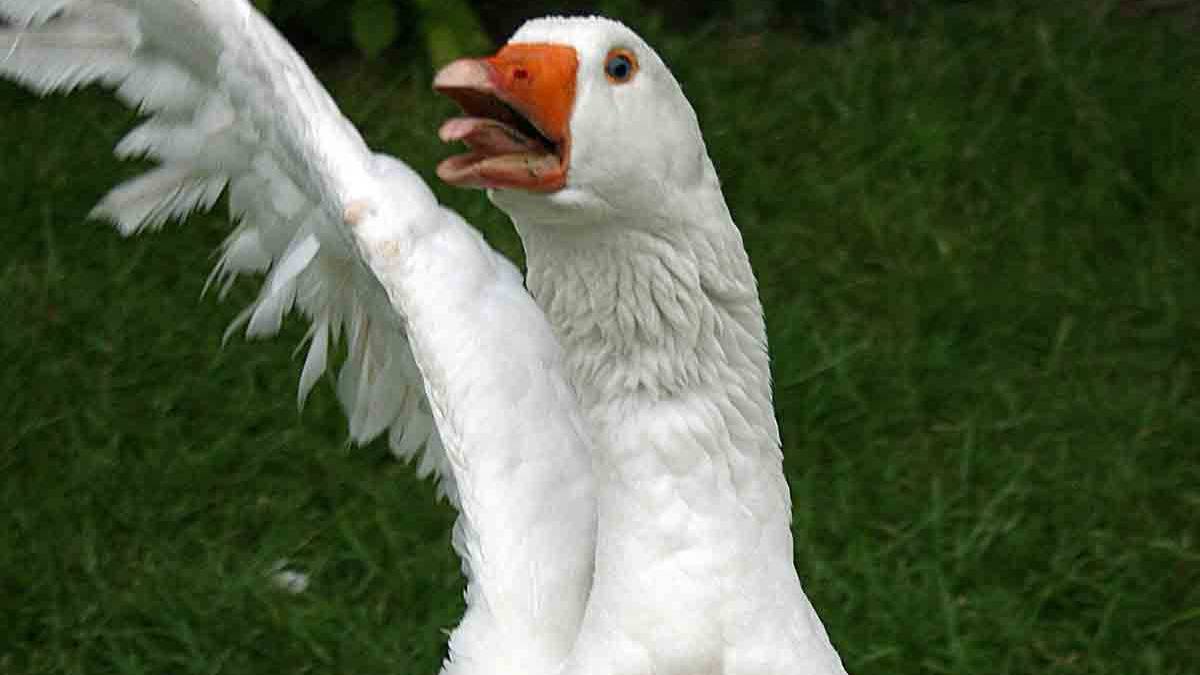 The Story Behind the US Military's Cold War-Era Goose Platoons