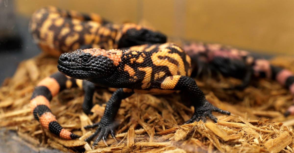 is glp 1 gila monster venom From Lizard Venom to Ozempic: How VA Research Changed Medicine