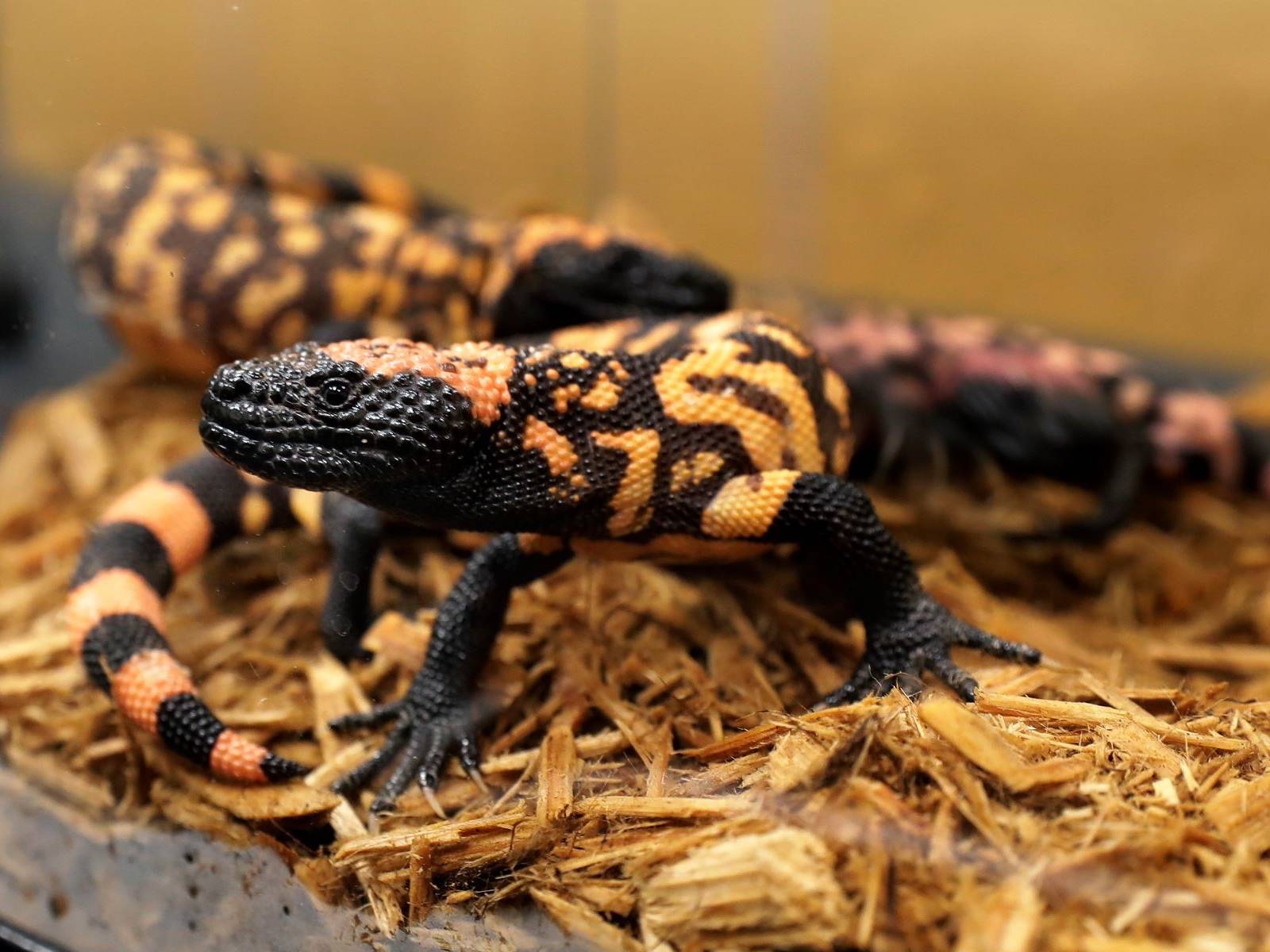 is tirzepatide made of lizard venom From Lizard Venom to Ozempic: How VA Research Changed Medicine is tirzepatide made of lizard venom From Lizard Venom to Ozempic: How VA Research Changed Medicine