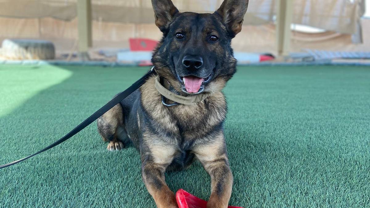 How a Nonprofit Connects Military Working Dogs With Veteran Canine Handlers How a Nonprofit Connects Military Working Dogs With Veteran Canine Handlers