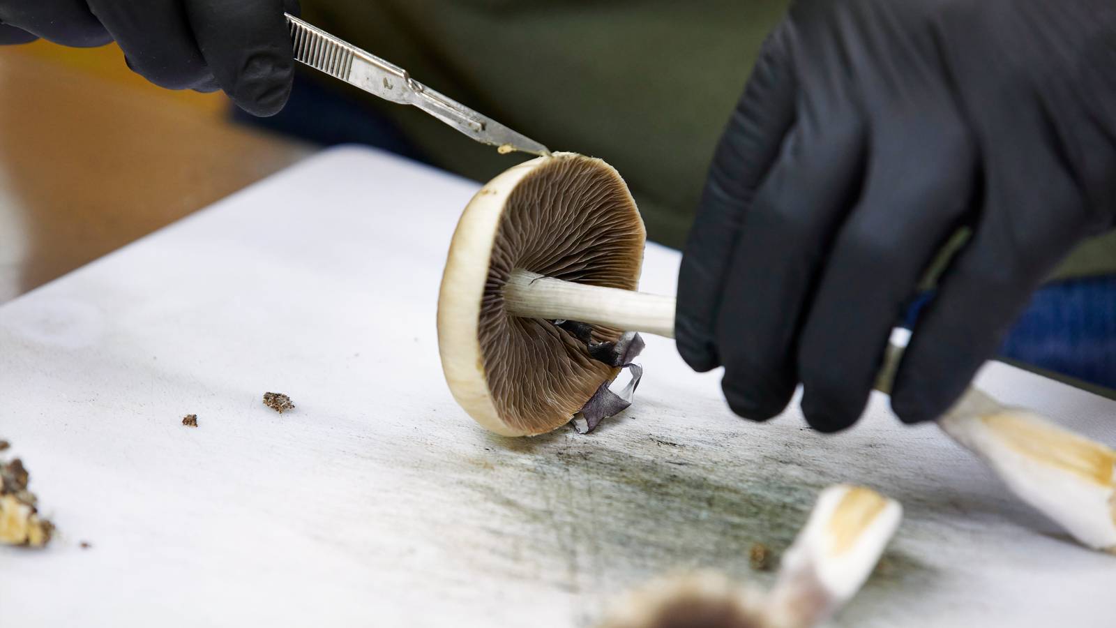 VA Is Running Multiple Psychedelic Drug Trials for Veterans — With One Shared Goal VA Is Running Multiple Psychedelic Drug Trials for Veterans — With One Shared Goal