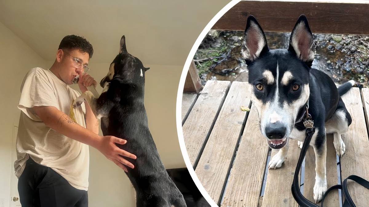 Marine Finally Reunites With His Dog After 6 Months Apart in Japan Marine Finally Reunites With His Dog After 6 Months Apart in Japan