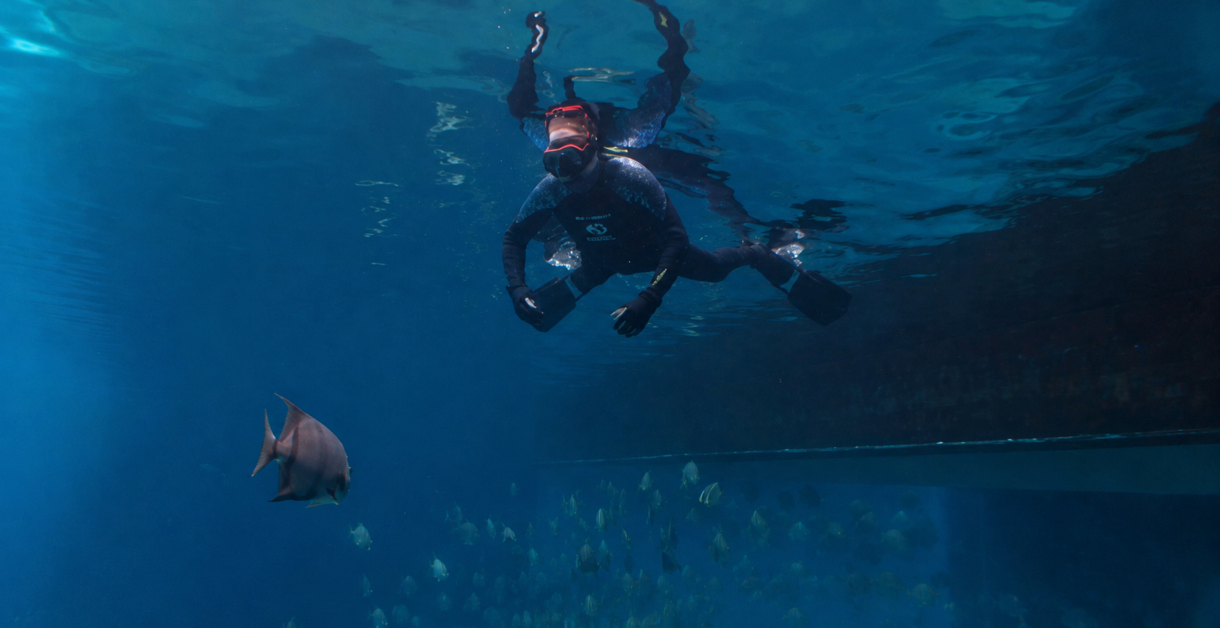 Wounded Veterans Swim With Whale Sharks at Georgia Aquarium
