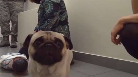 Pug Life in the Military