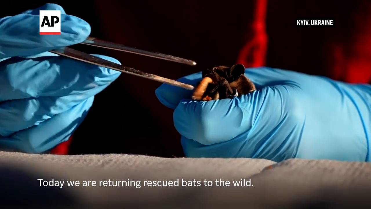 Ukrainians Find Joy in Releasing Bats Rescued from War