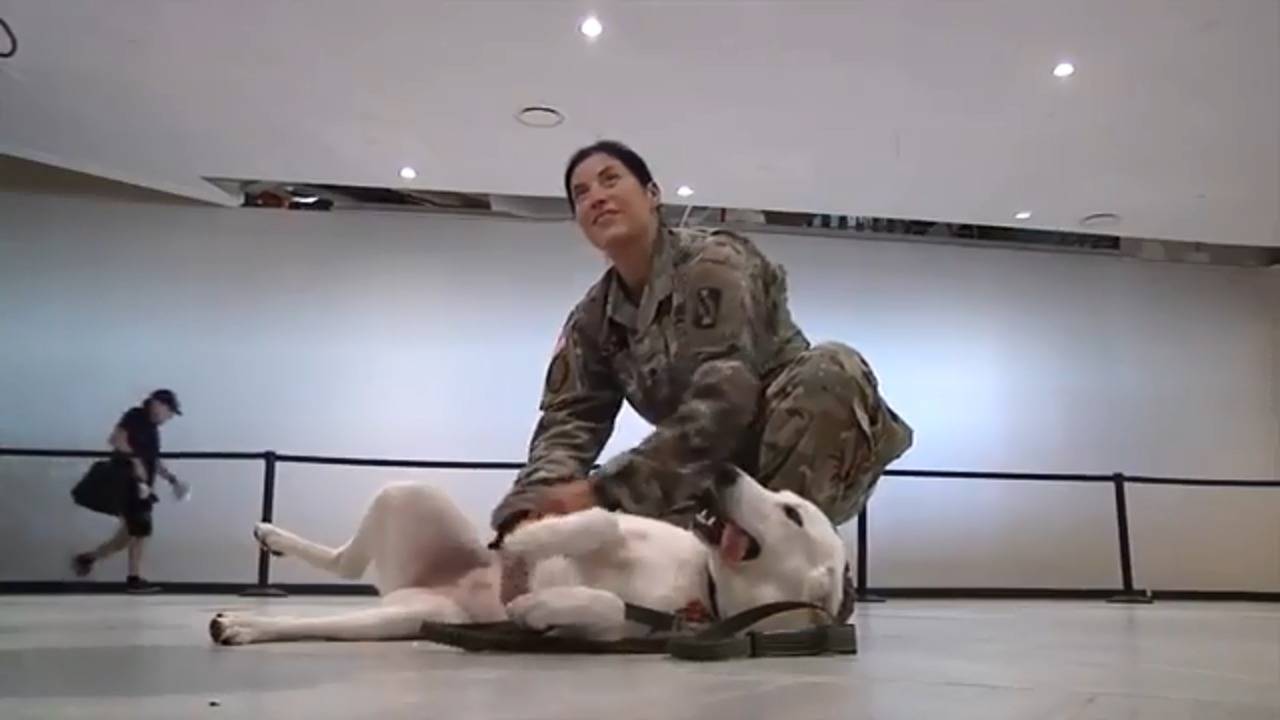 Soldier Reunites with Dog She Saved in Iraq