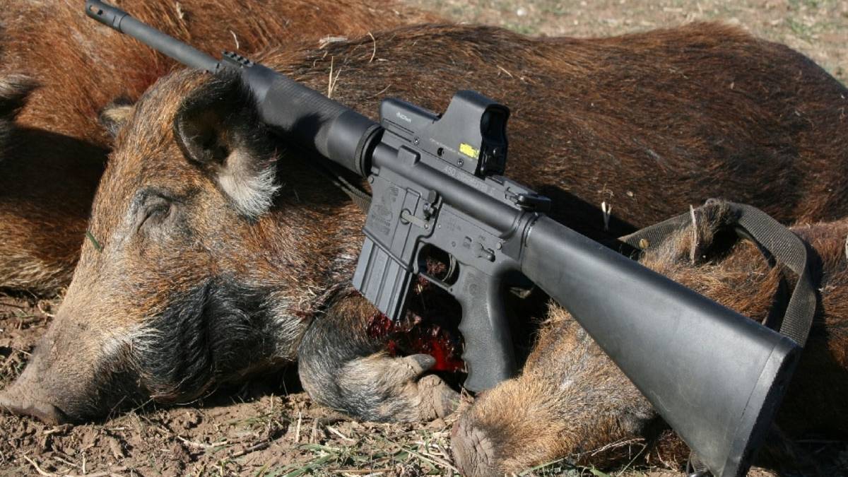 The First AR in Hunting Camp